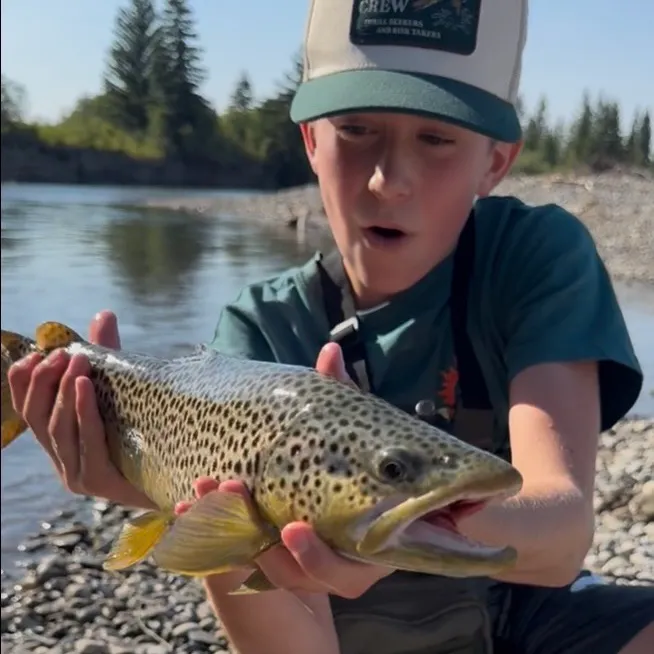 Brown trout caught on Fishbrain