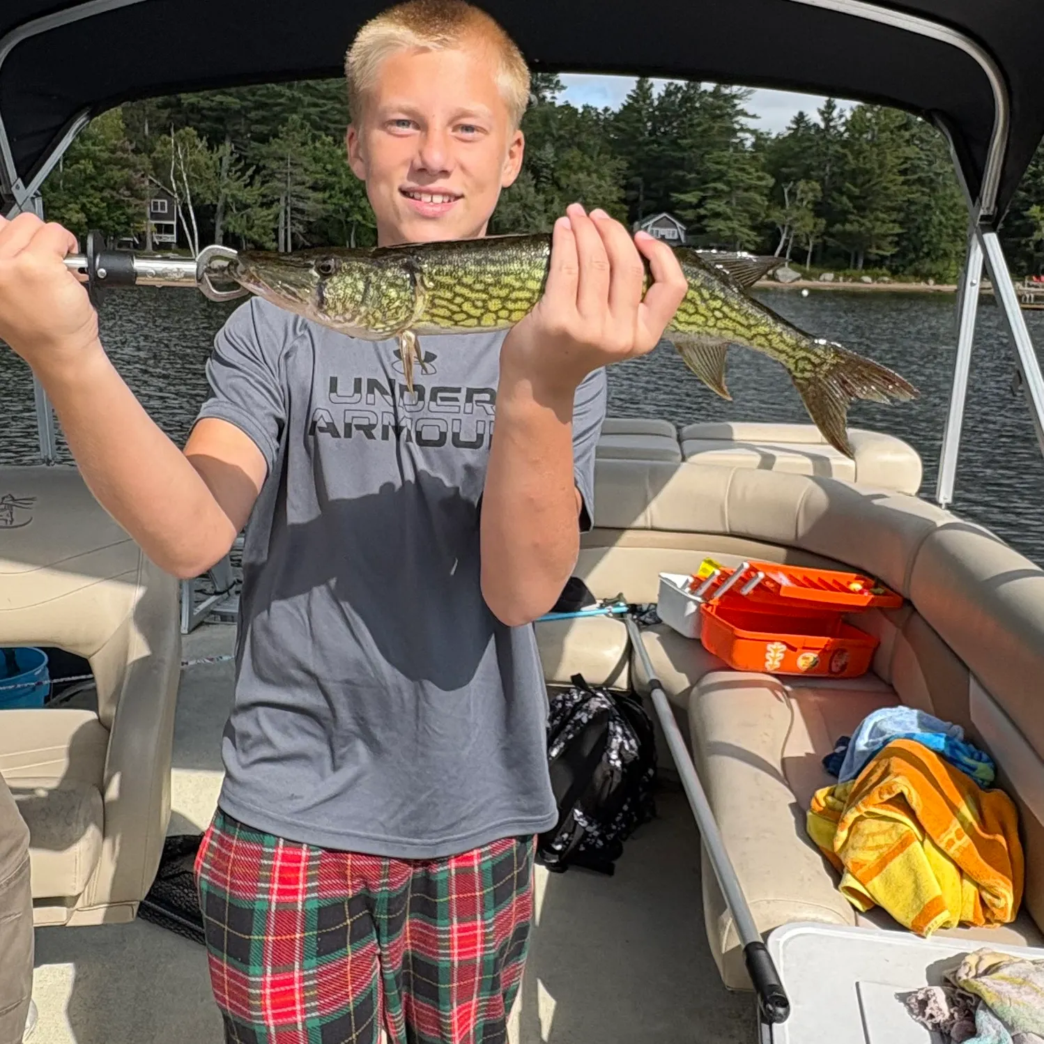 Chain pickerel caught on Fishbrain