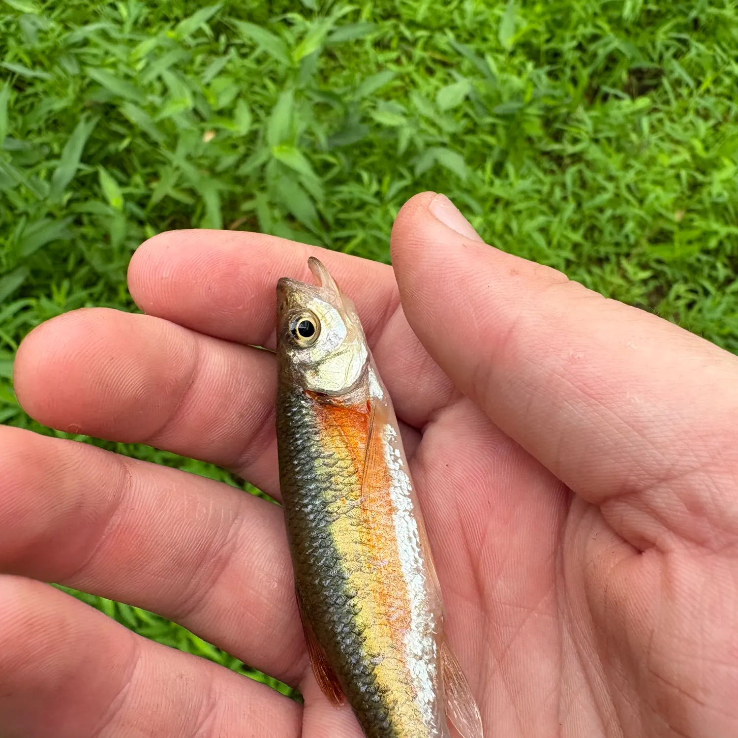 The most recent Finescale dace catches on Fishbrain