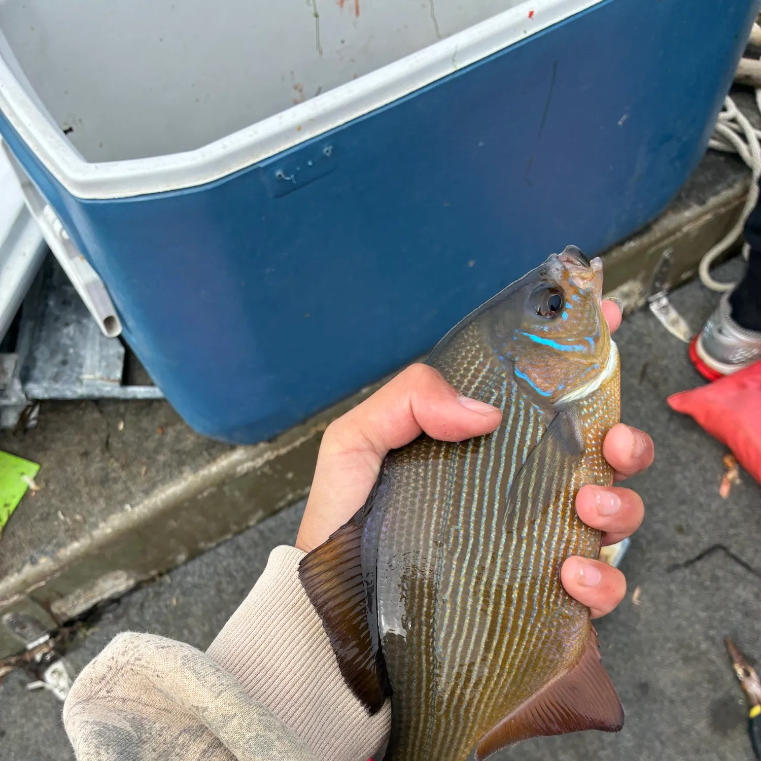 recently logged catches