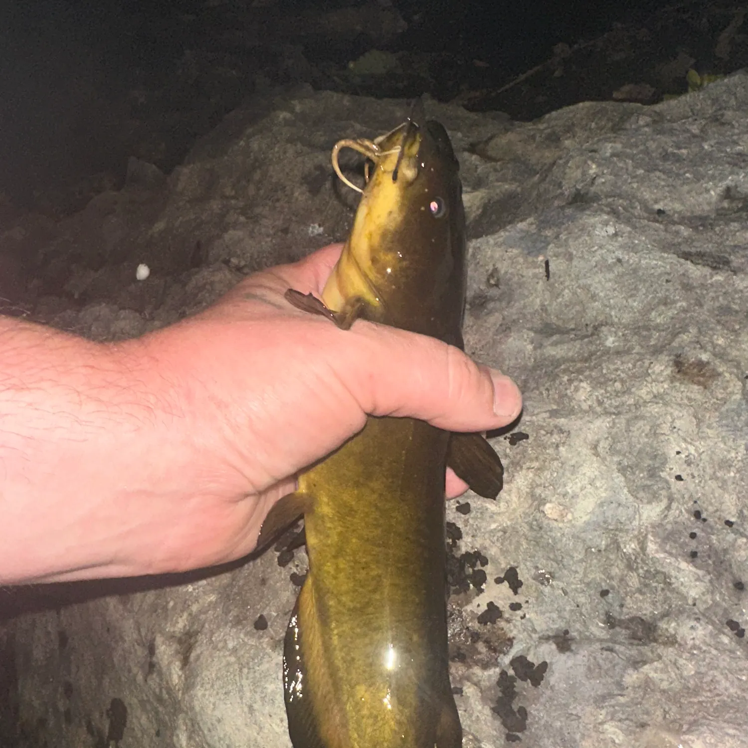 Yellow bullhead caught on Fishbrain