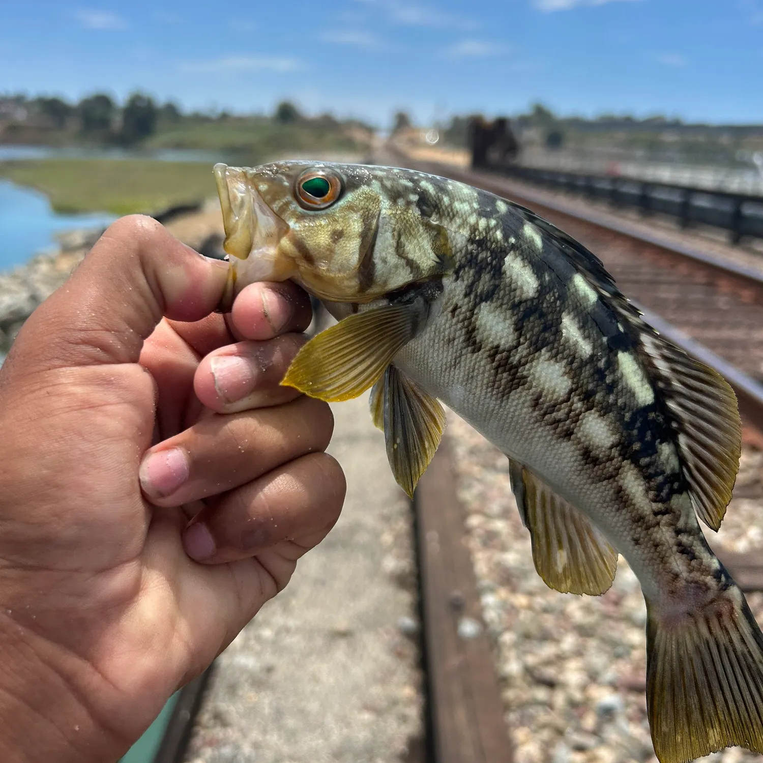 catch