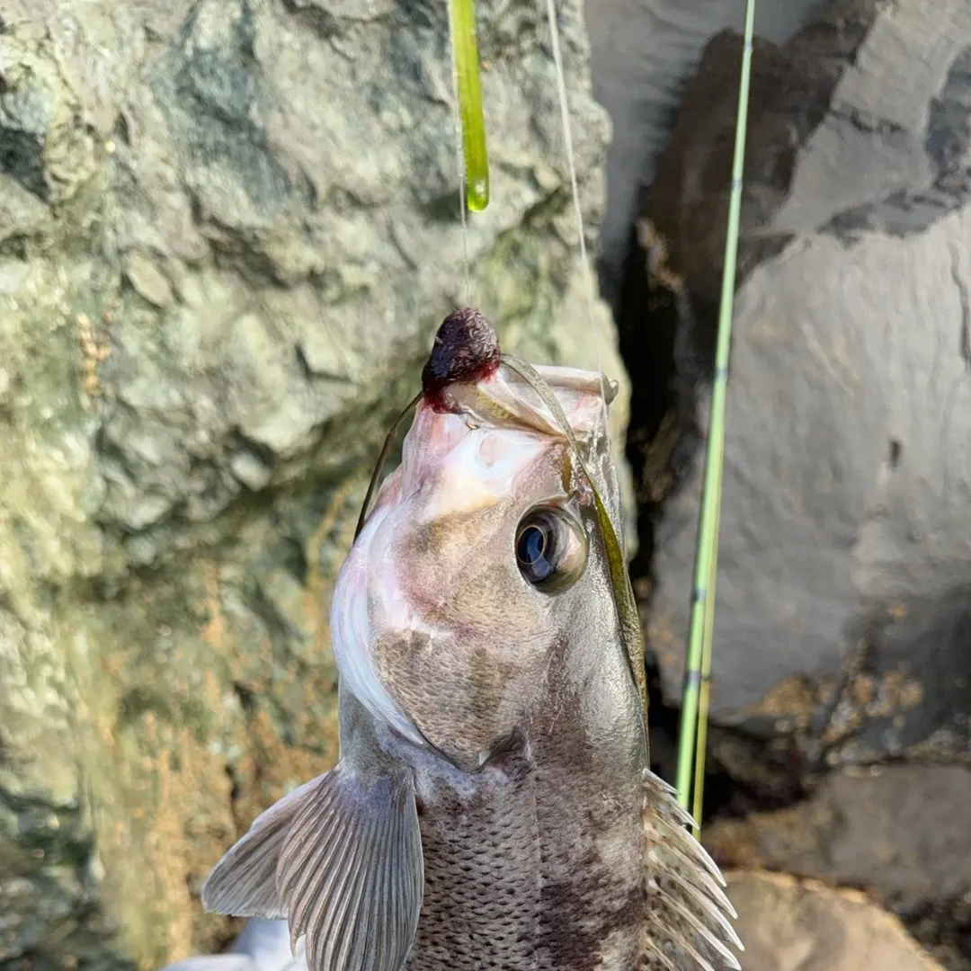 Black rockfish caught on Fishbrain