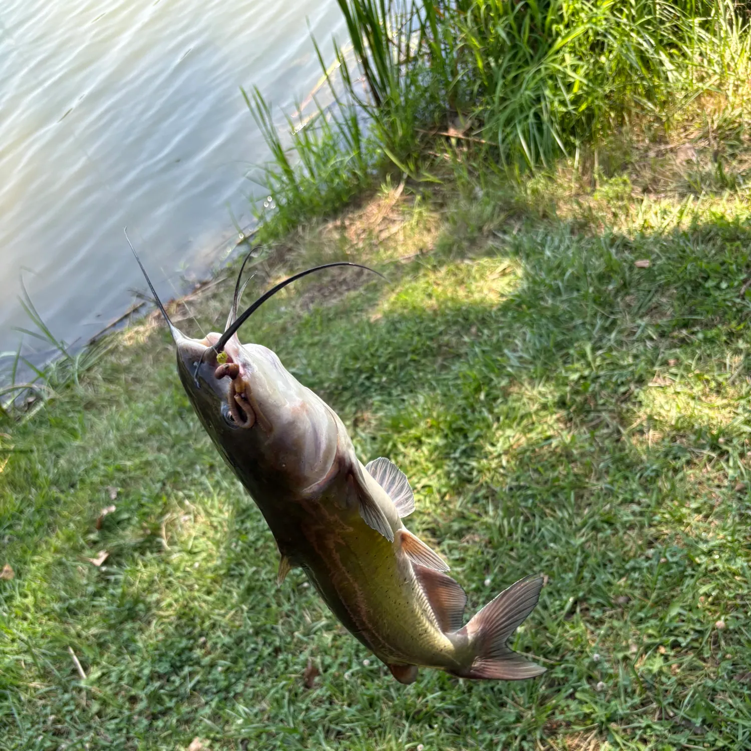 Channel catfish caught on Fishbrain