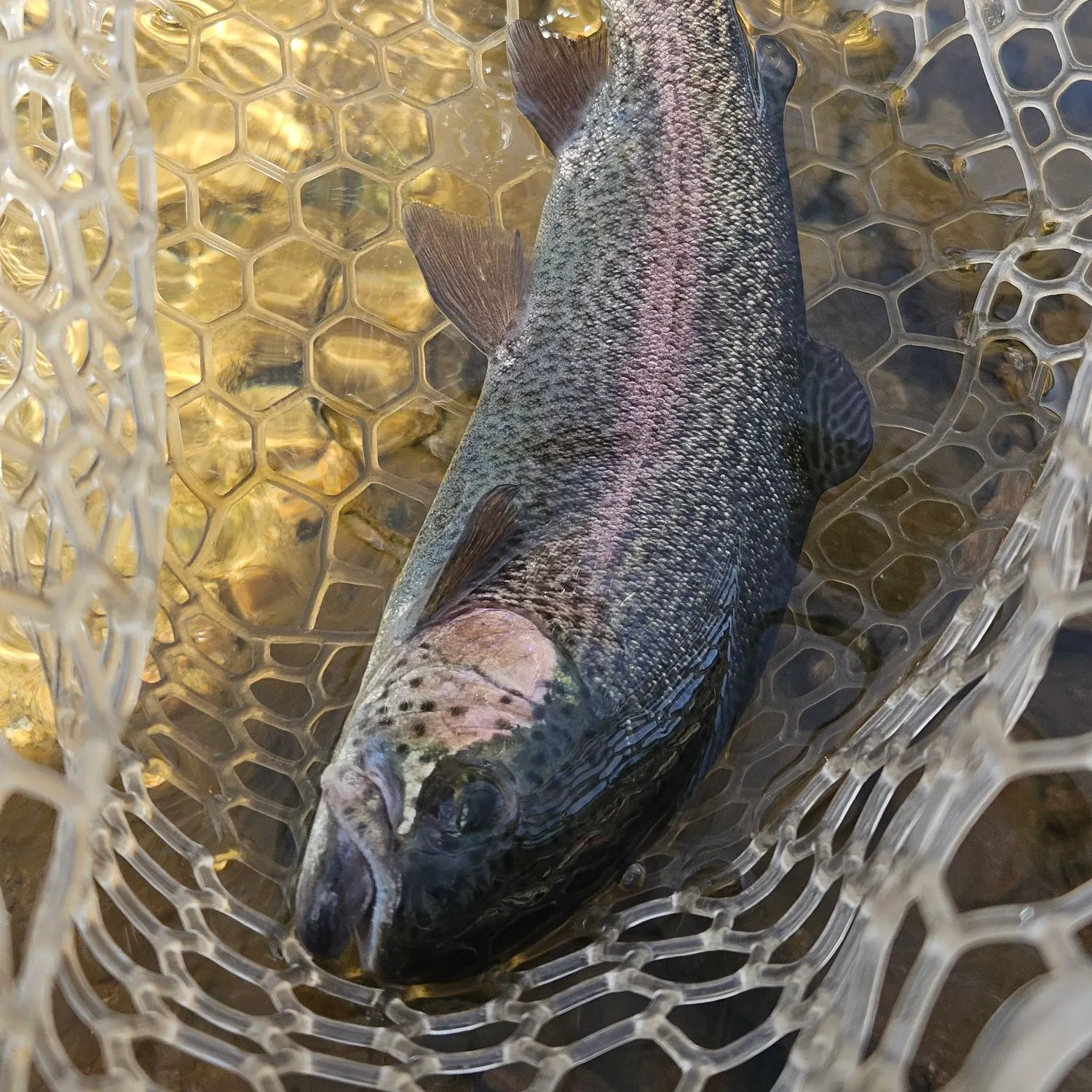 Rainbow trout caught on Fishbrain