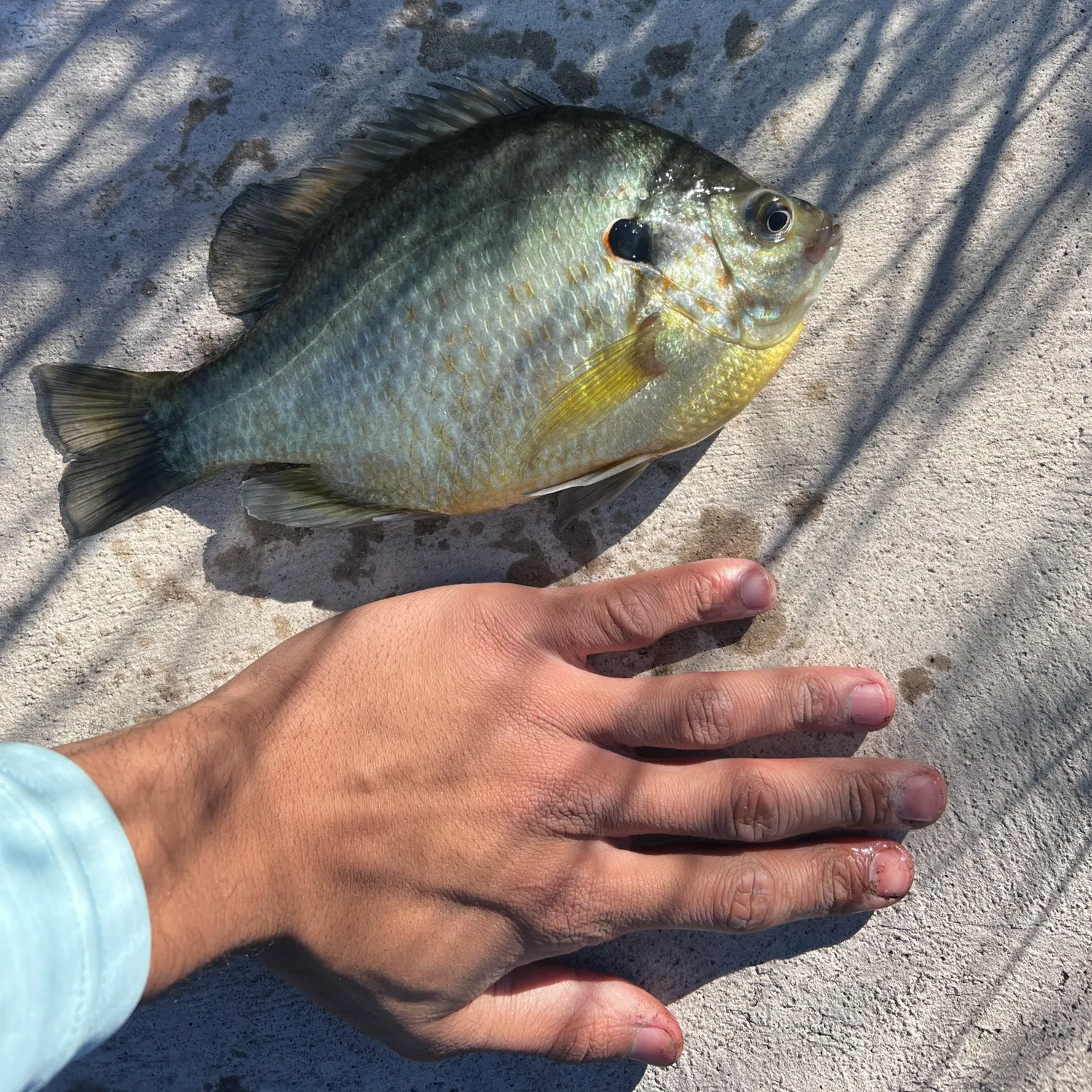 The most recent Redear sunfish catches on Fishbrain