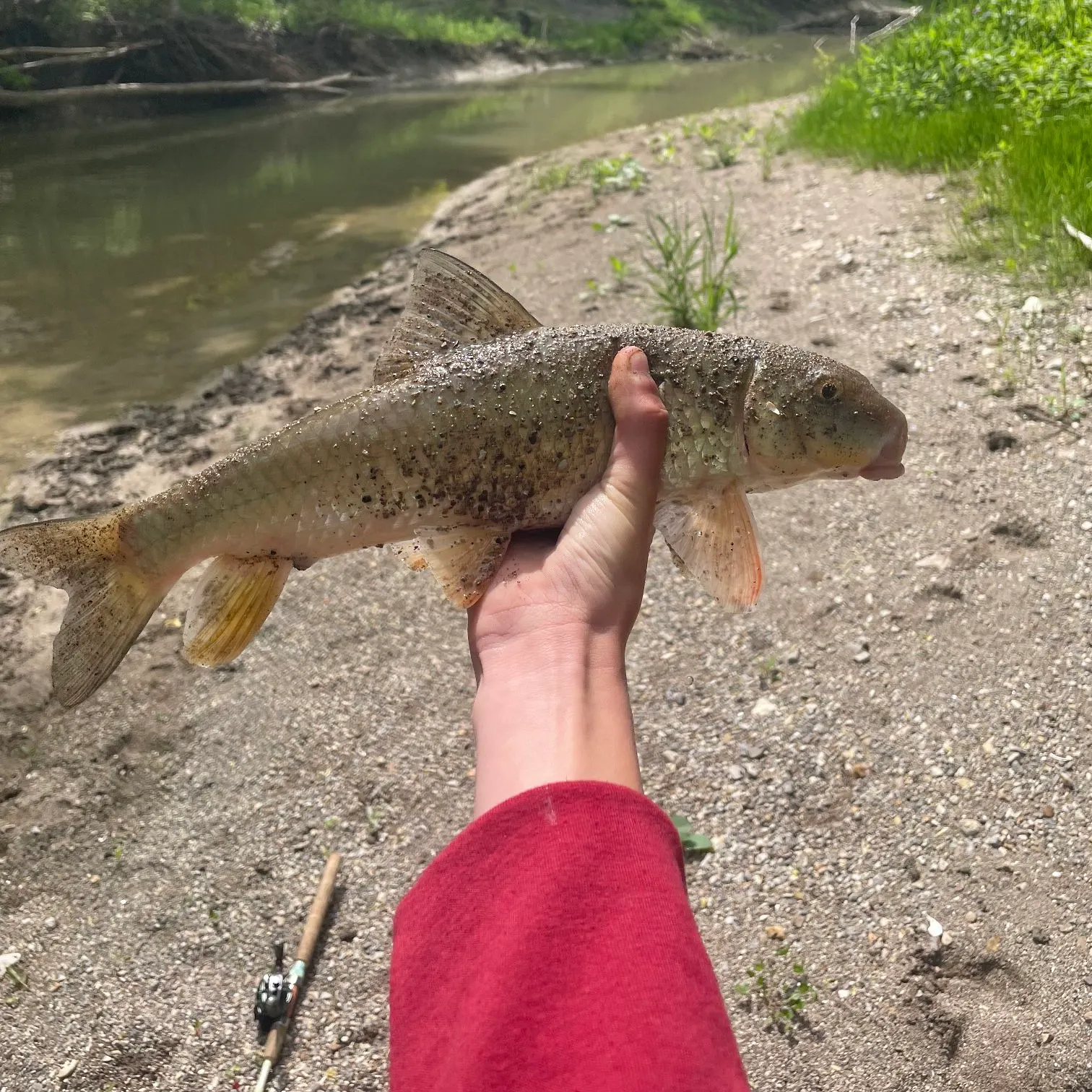 The most recent White sucker catches on Fishbrain