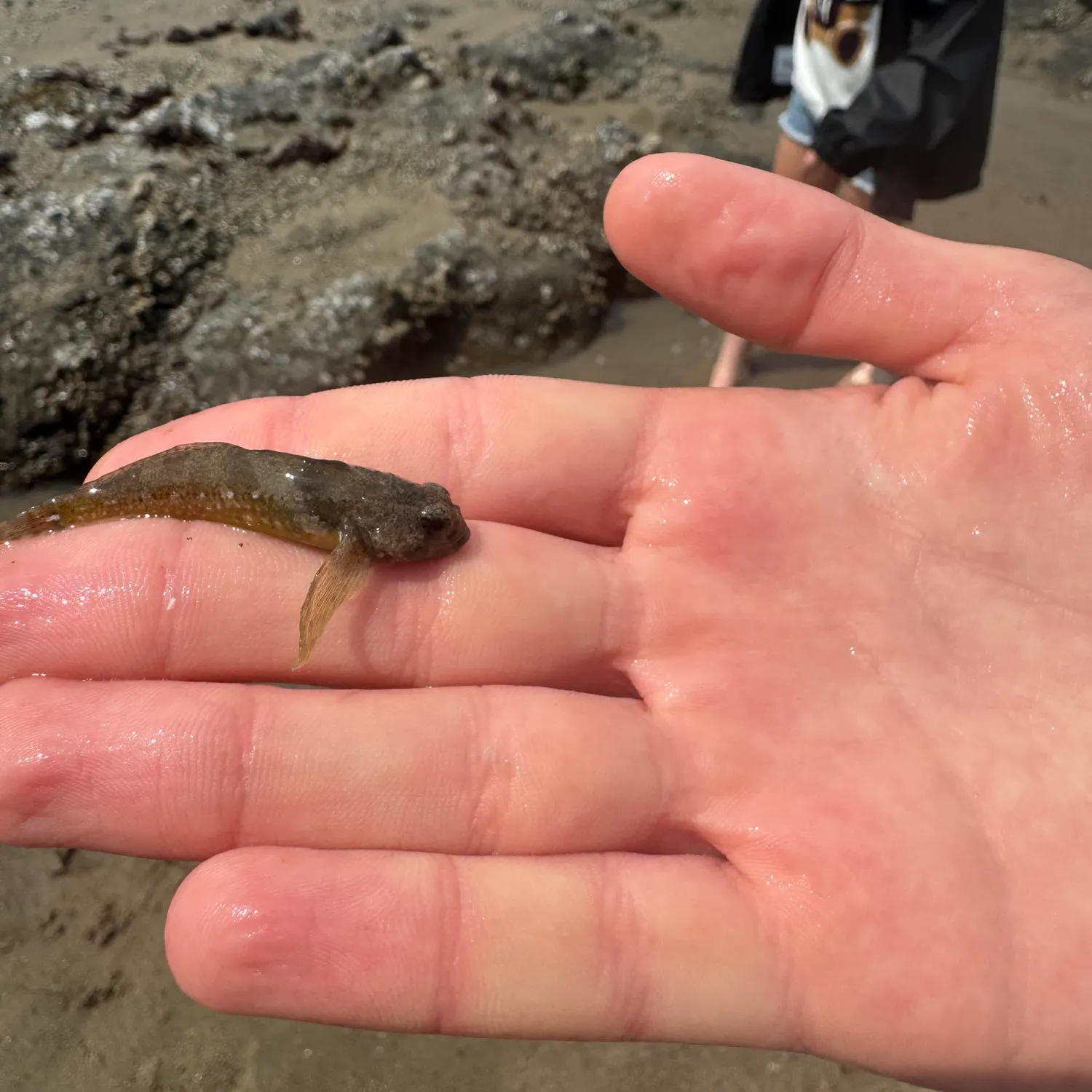 The most recent Longspined bullhead catches on Fishbrain