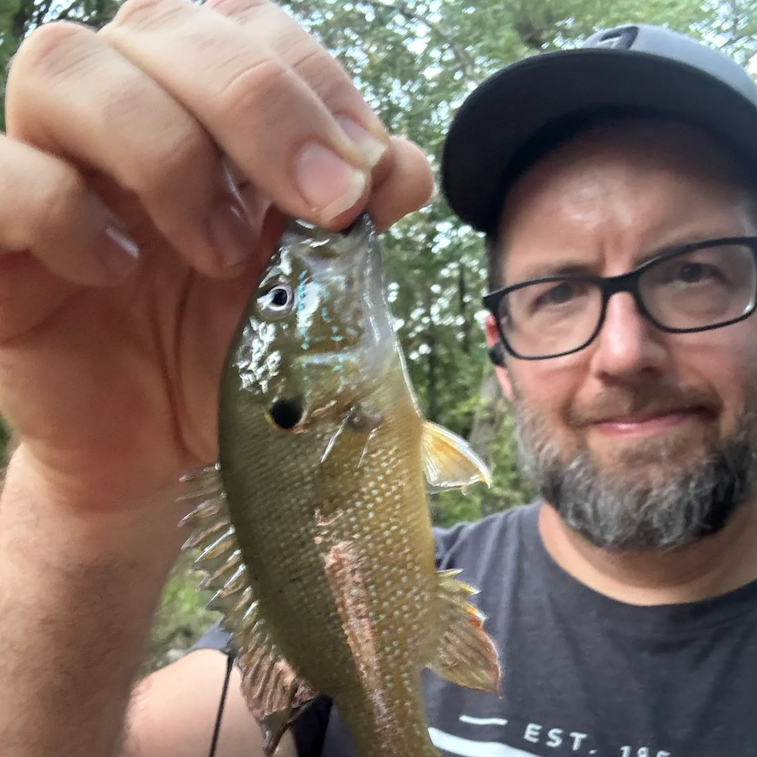 Green sunfish caught on Fishbrain