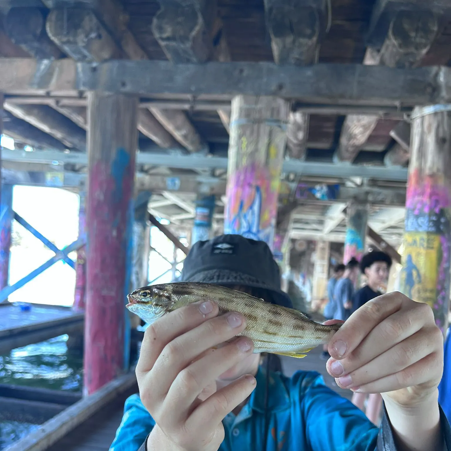 The most recent Western striped grunter catches on Fishbrain