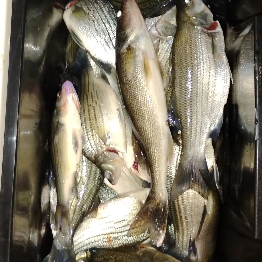 White bass caught on Fishbrain