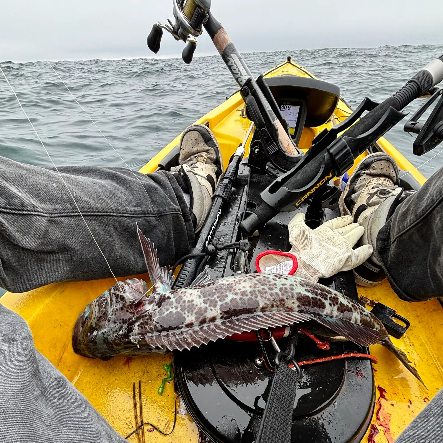 Lingcod caught on Fishbrain
