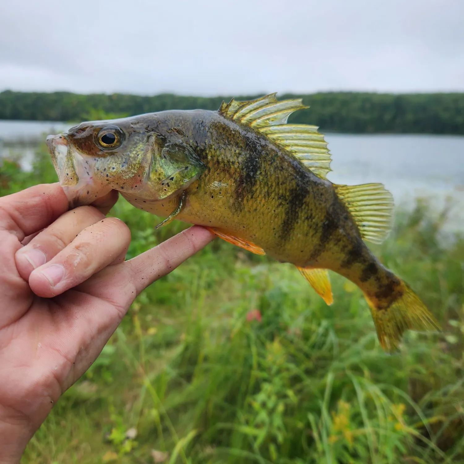 Yellow perch caught on Fishbrain