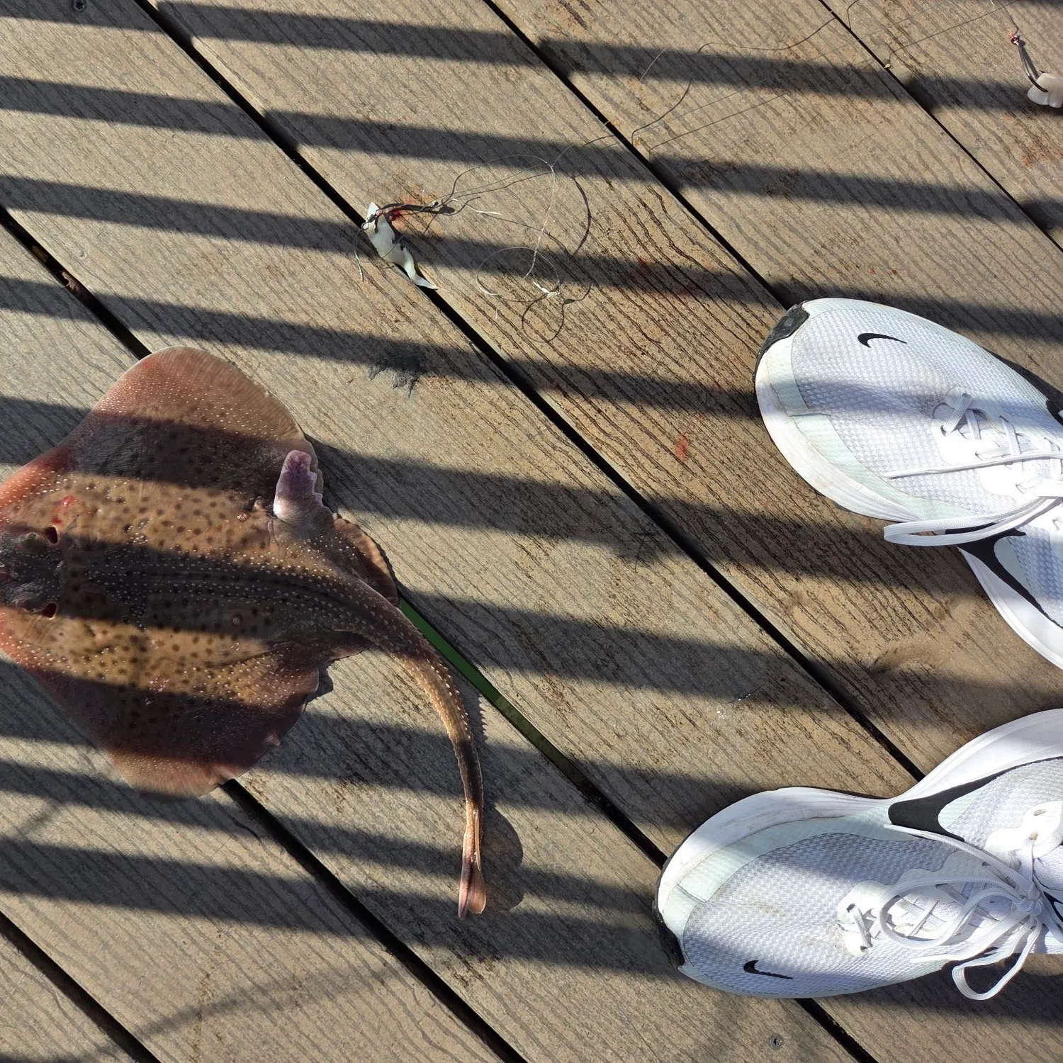 Clearnose skate caught on Fishbrain