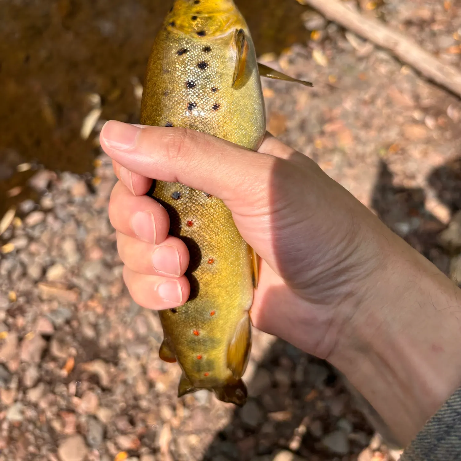 Brown trout caught on Fishbrain