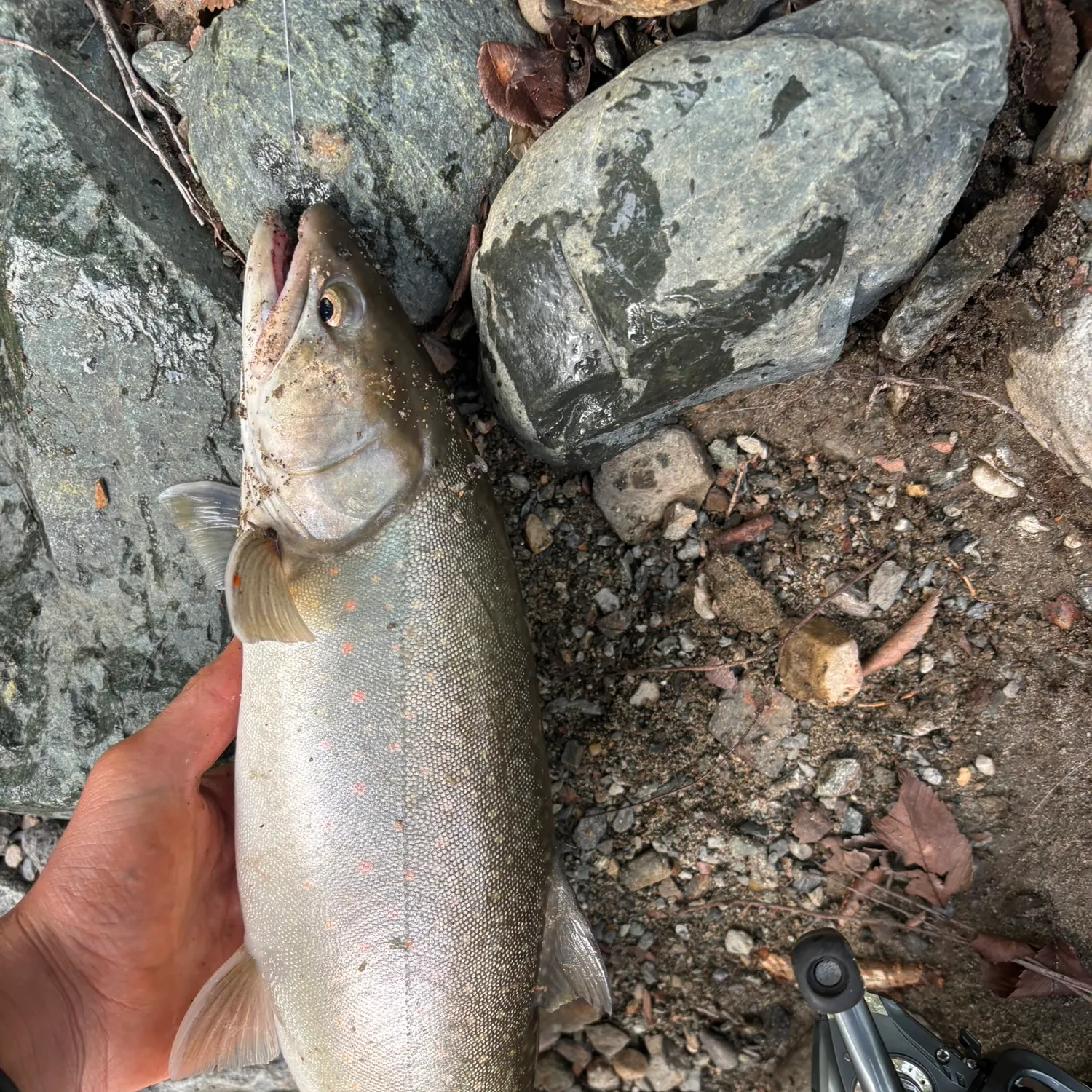 The most recent Bull trout catches on Fishbrain