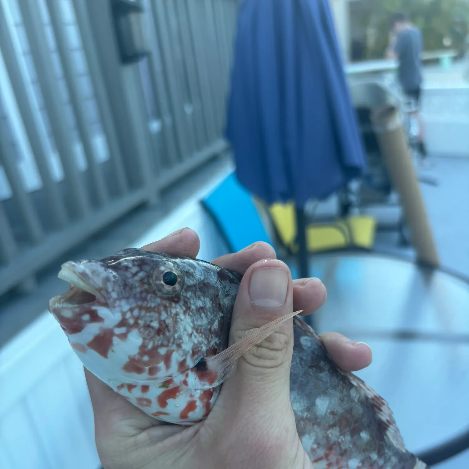 The most recent Redtail parrotfish catches on Fishbrain