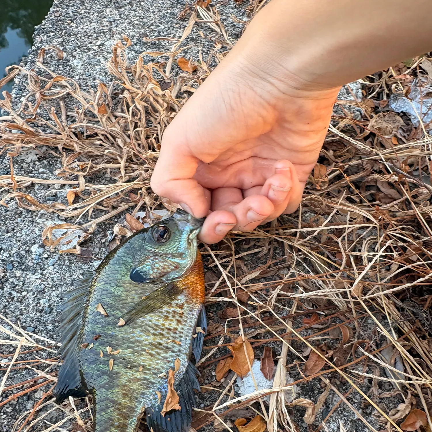 Bluegill caught on Fishbrain