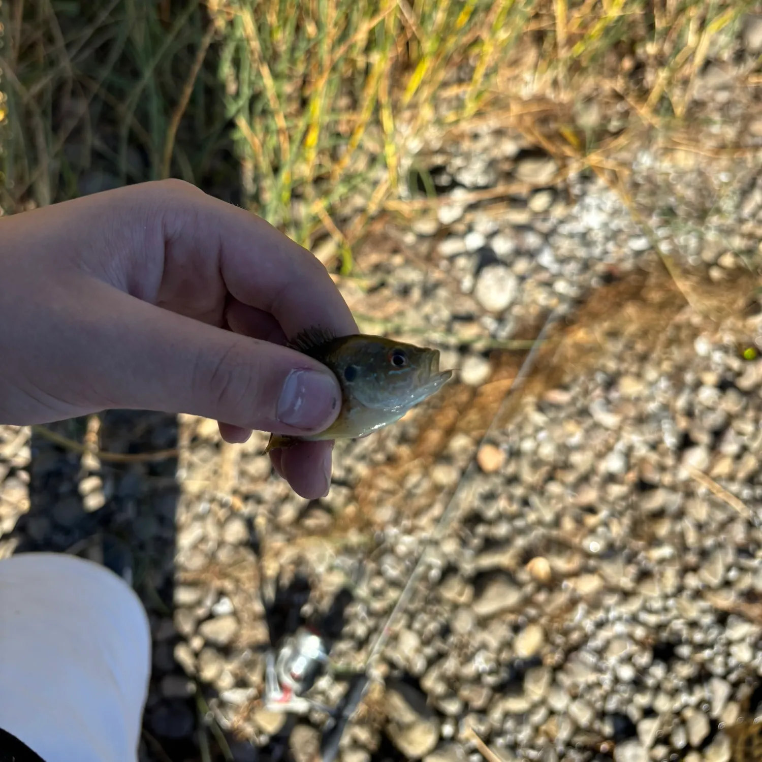 Green sunfish caught on Fishbrain