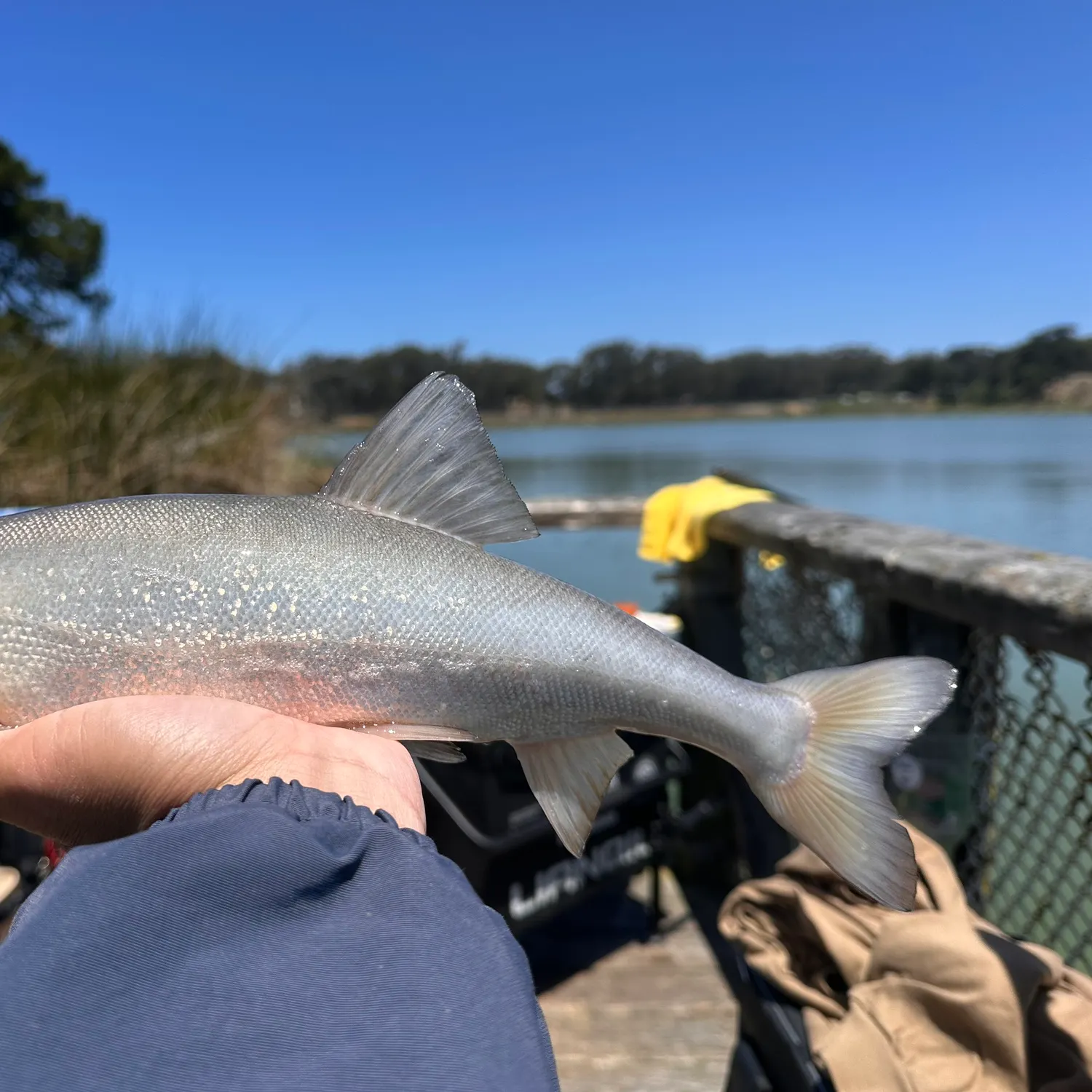 The most recent Sacramento blackfish catches on Fishbrain