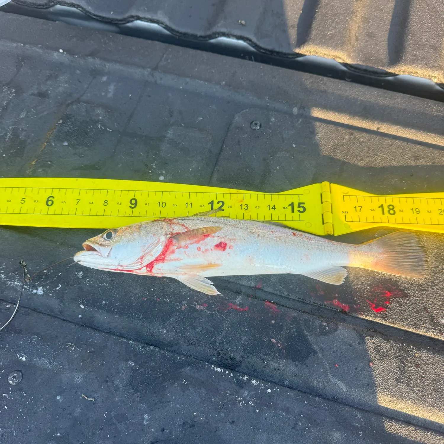 Sand seatrout caught on Fishbrain