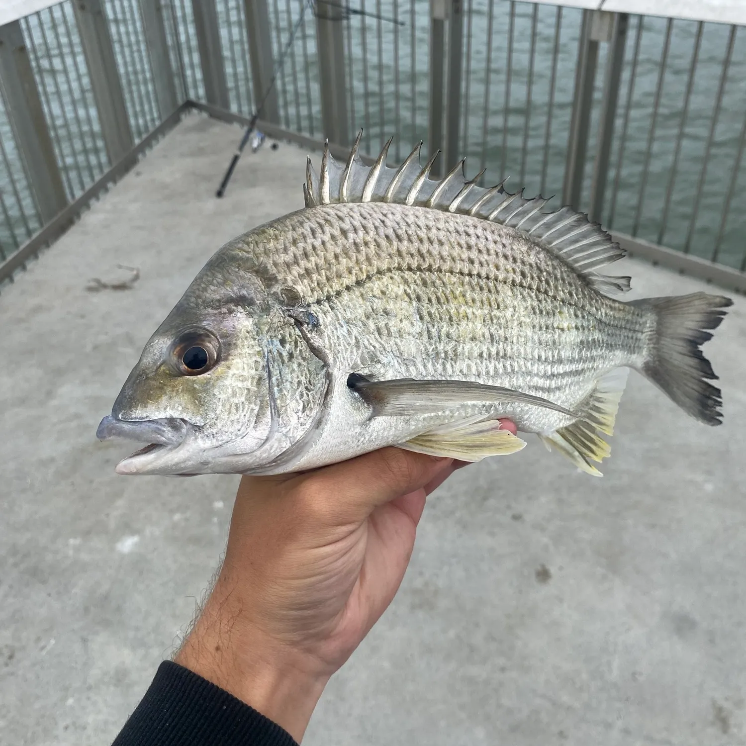 Surf bream caught on Fishbrain
