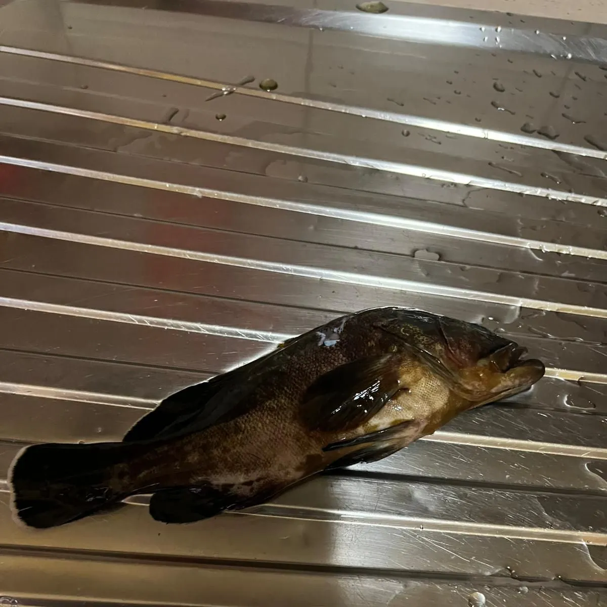 The most recent Dusky grouper catches on Fishbrain