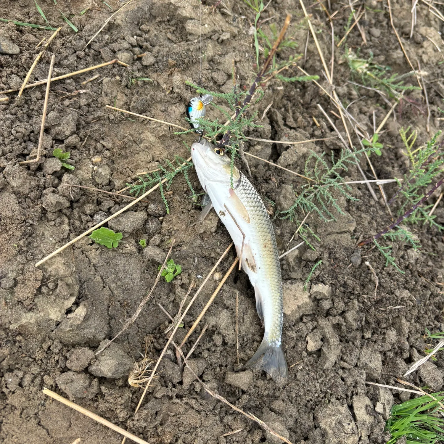 European chub caught on Fishbrain