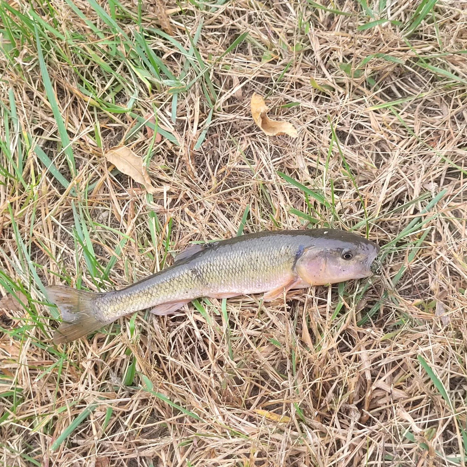 River chub caught on Fishbrain