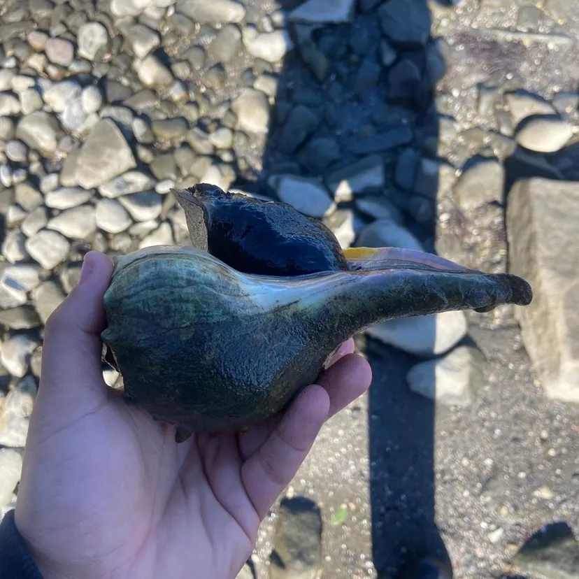The most recent Channeled whelk catches on Fishbrain
