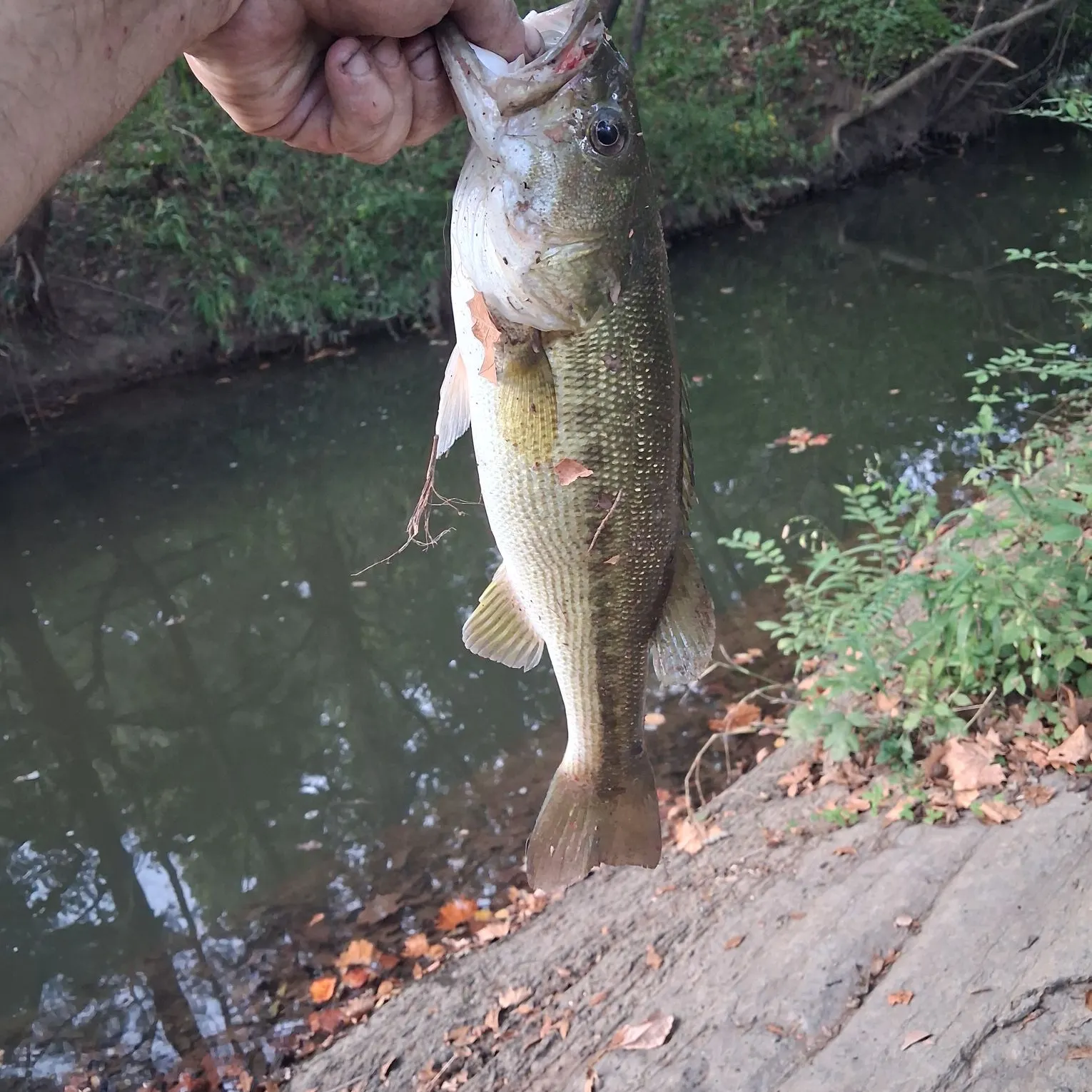 Spotted bass caught on Fishbrain