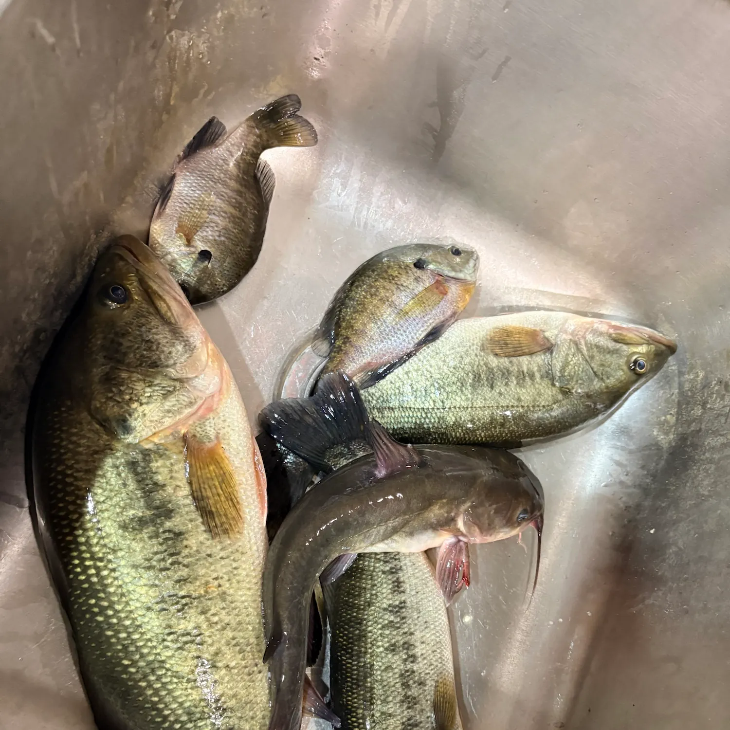 Fish caught on Fishbrain
