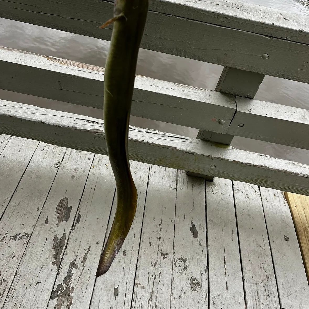 The most recent American eel catches on Fishbrain