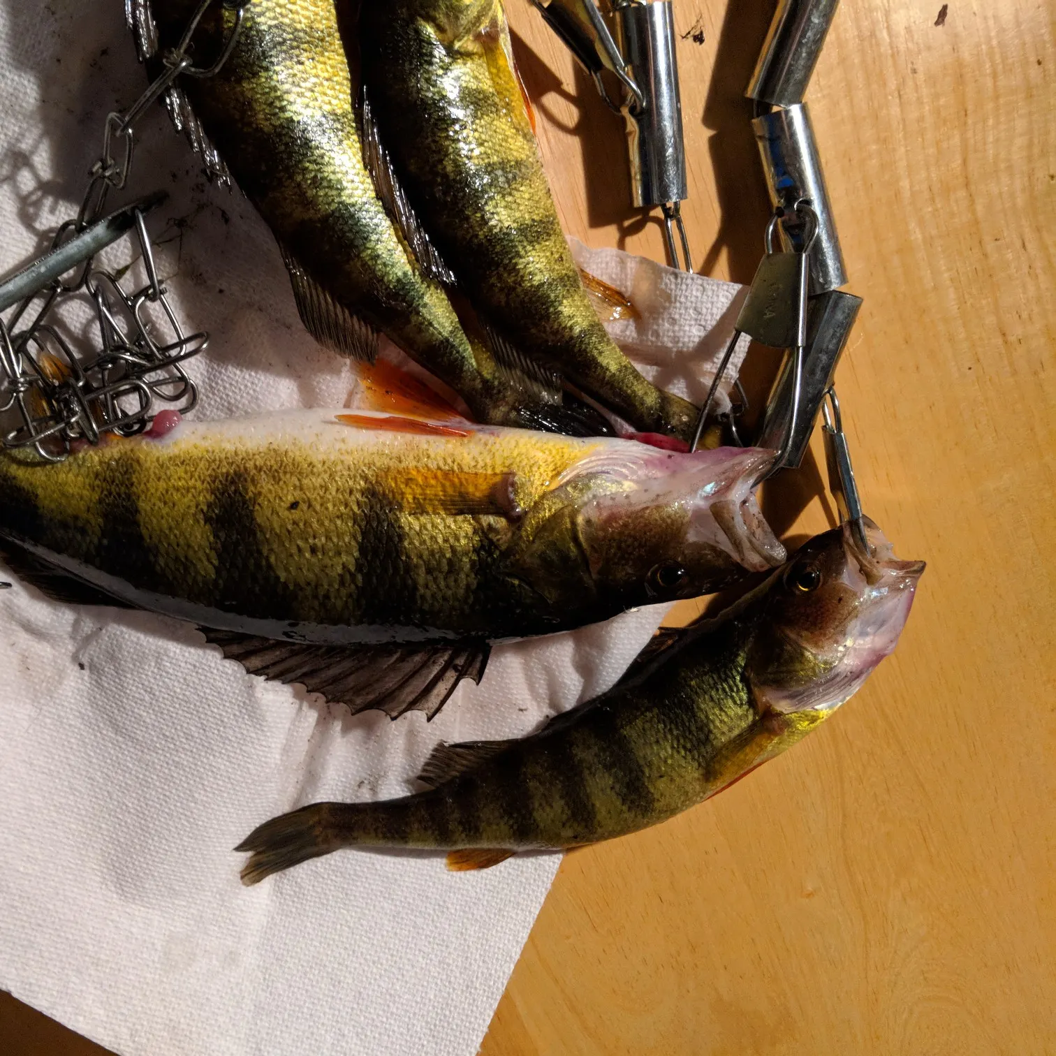 recently logged catches