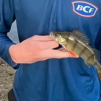 European perch caught on Fishbrain