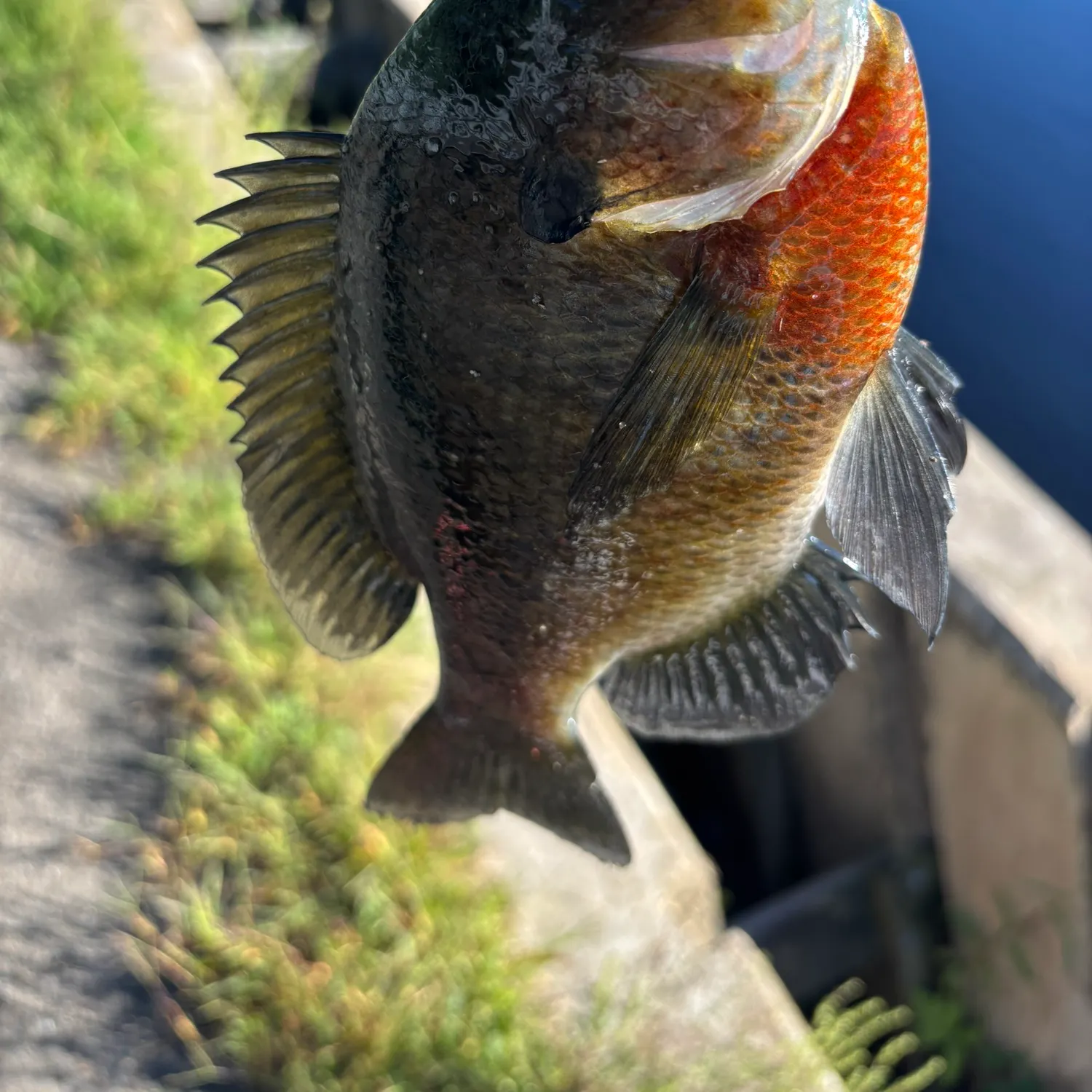 Bluegill caught on Fishbrain