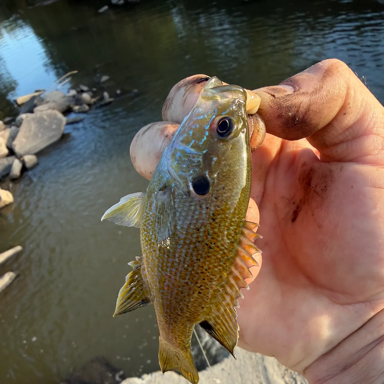 Green sunfish caught on Fishbrain