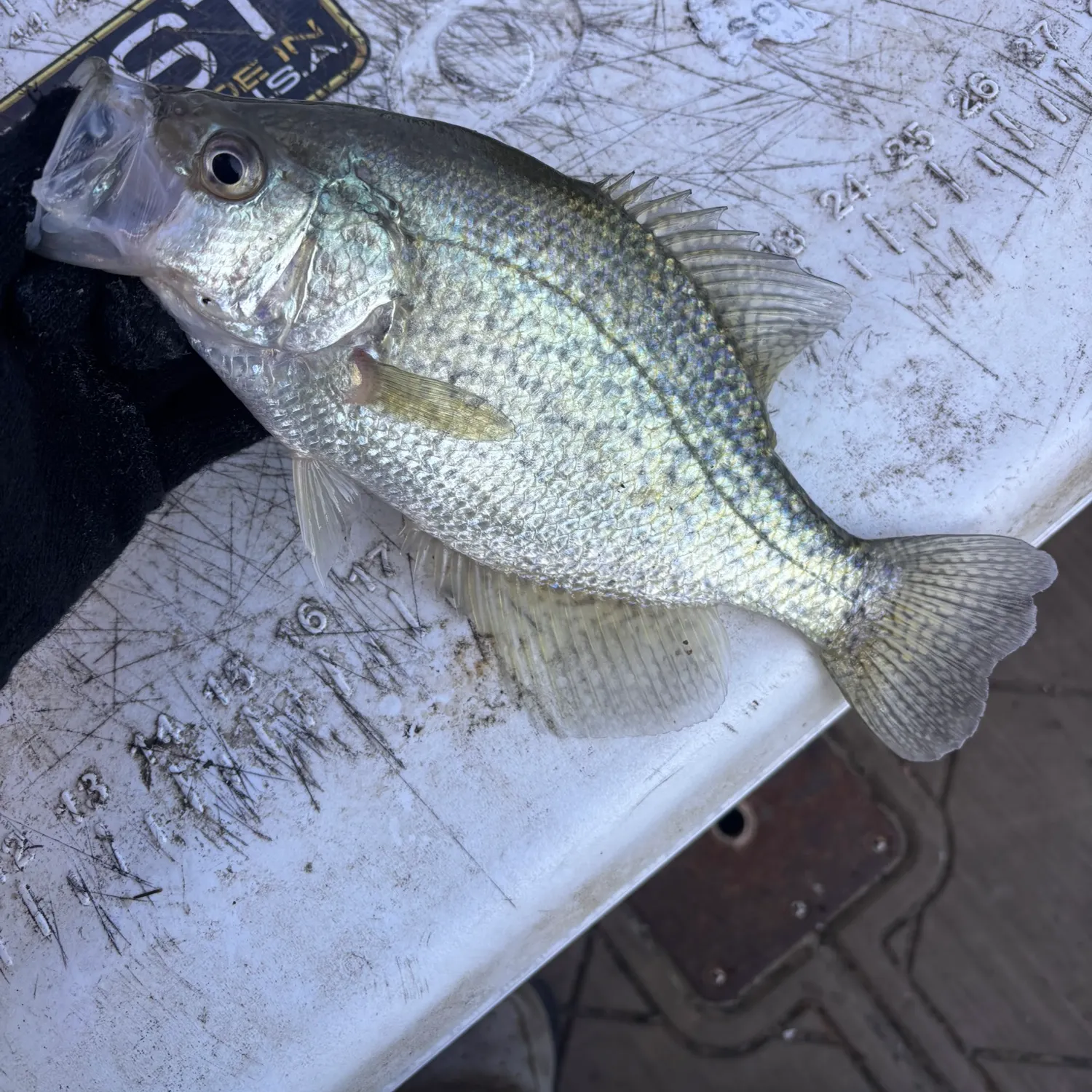The most recent White crappie catches on Fishbrain