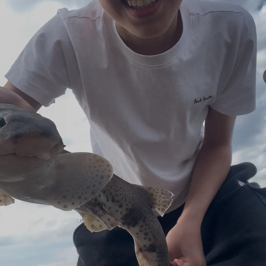 The most recent Lesser spotted dogfish catches on Fishbrain