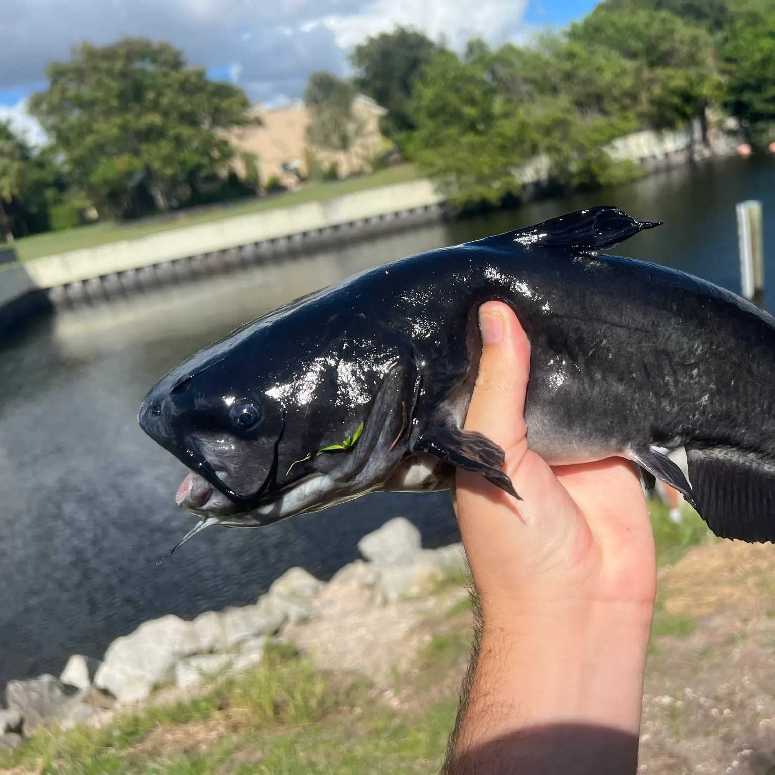 The most recent White bullhead catches on Fishbrain