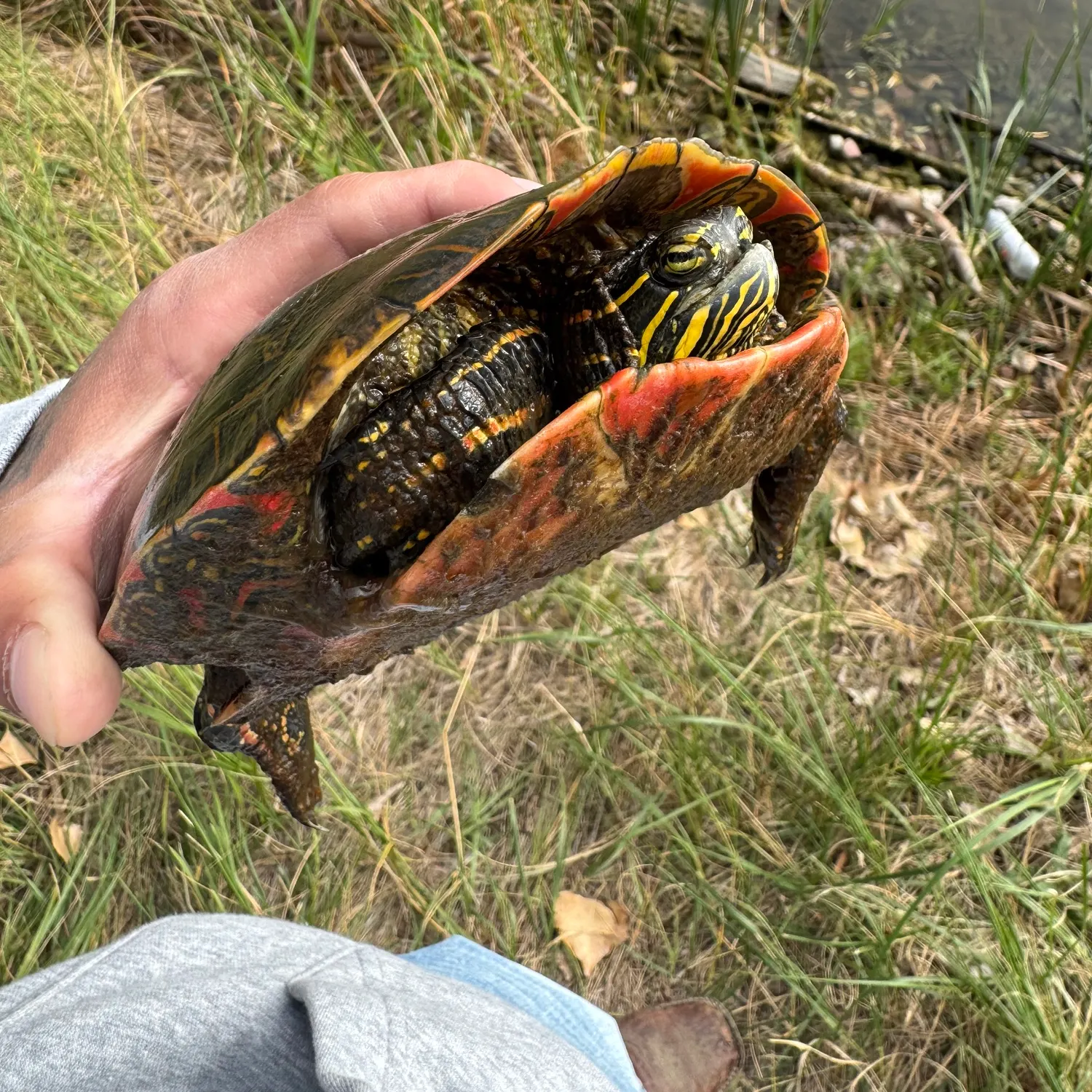 Painted turtle caught on Fishbrain