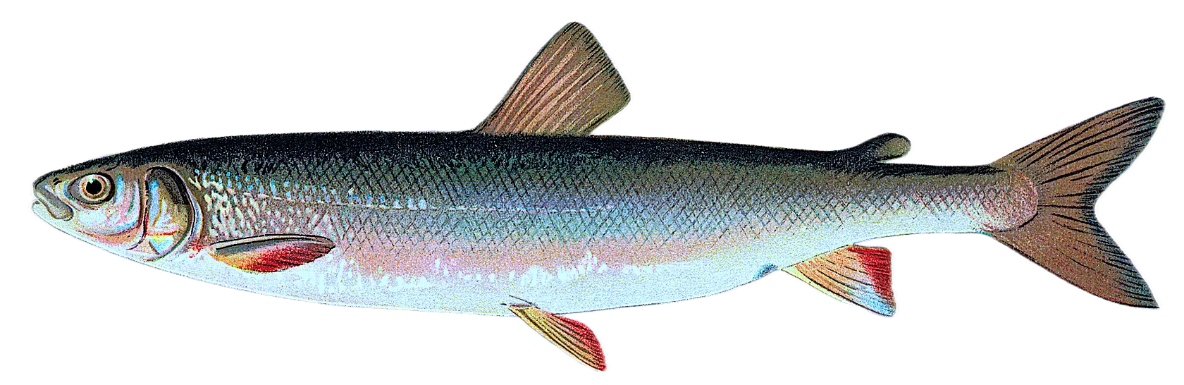 Round whitefish