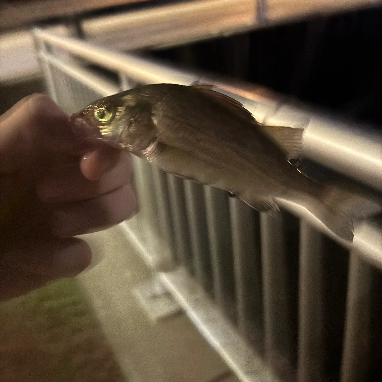White perch caught on Fishbrain