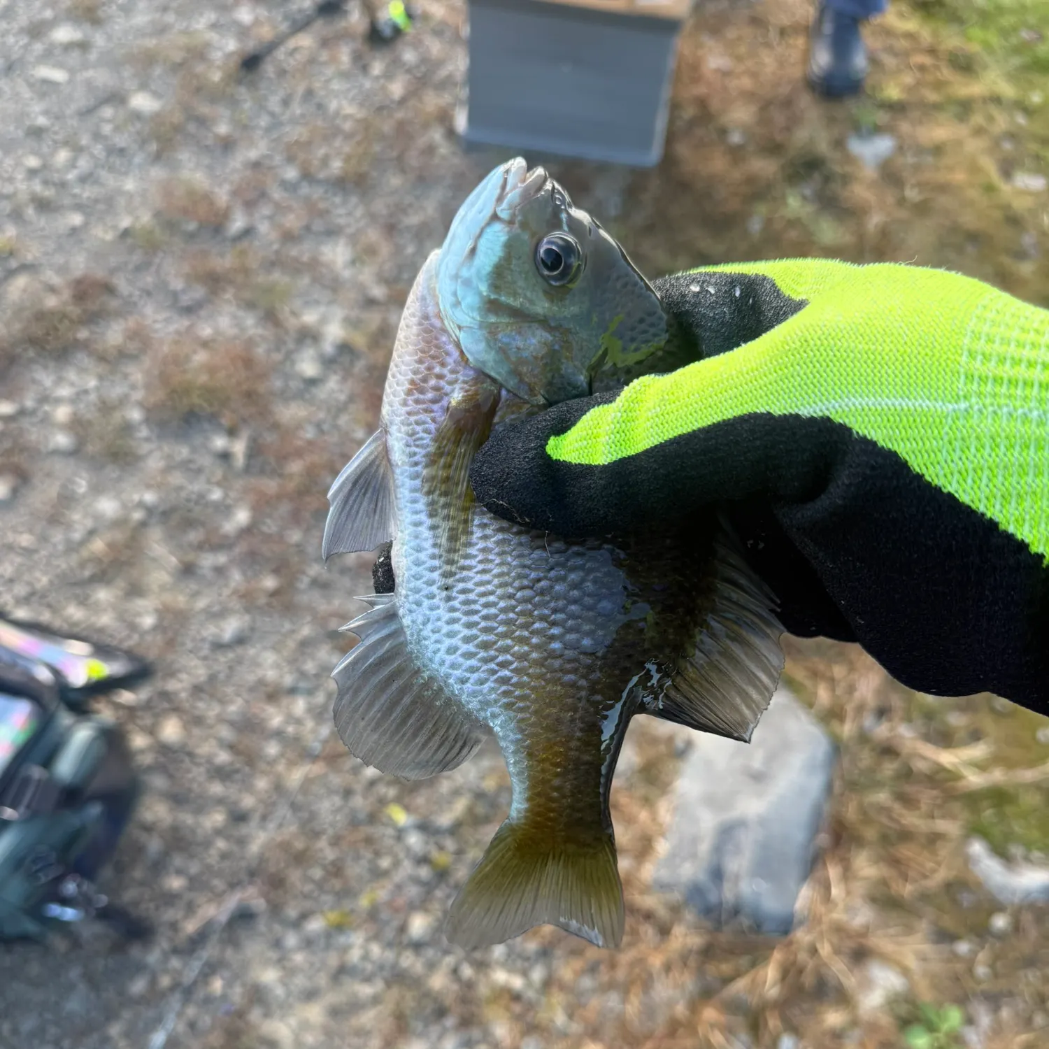 Bluegill caught on Fishbrain