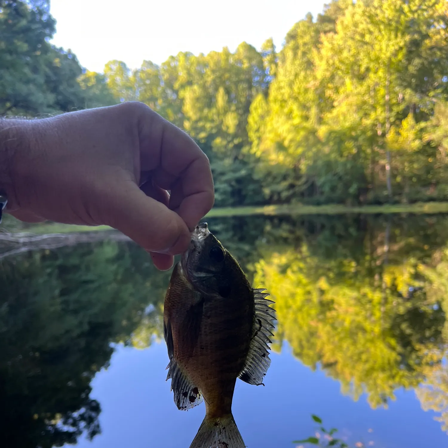 Bluegill caught on Fishbrain