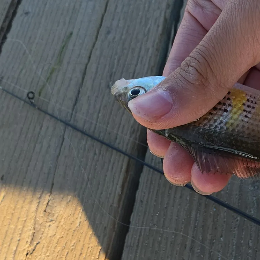 The most recent Shiner perch catches on Fishbrain