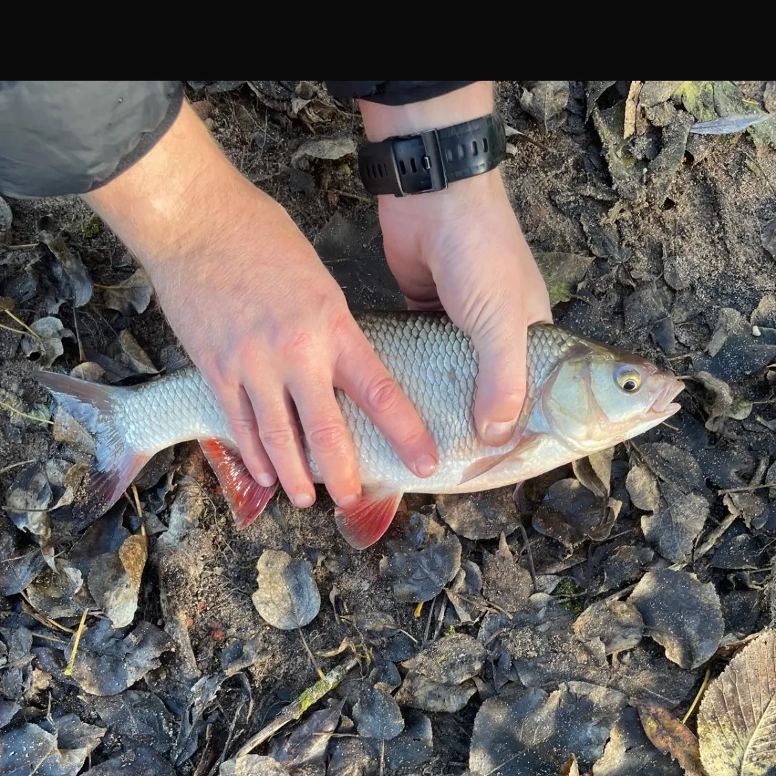 The most recent Ide catches on Fishbrain