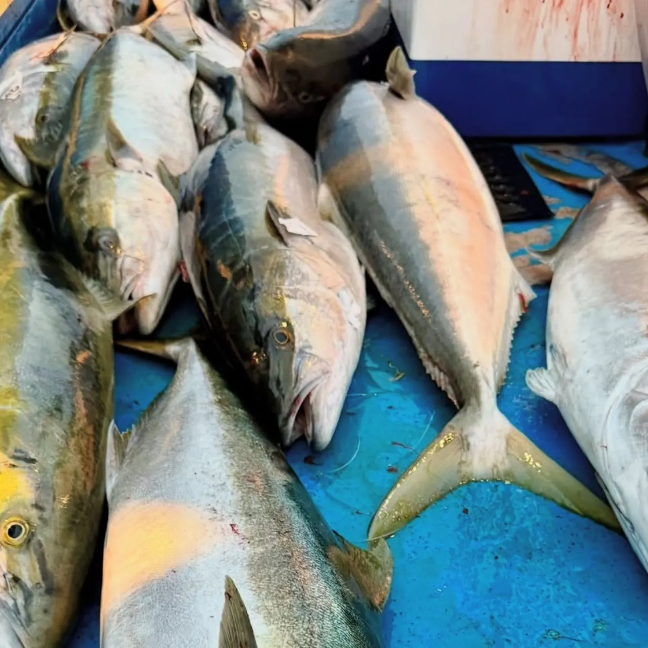 The most recent California yellowtail amberjack catches on Fishbrain