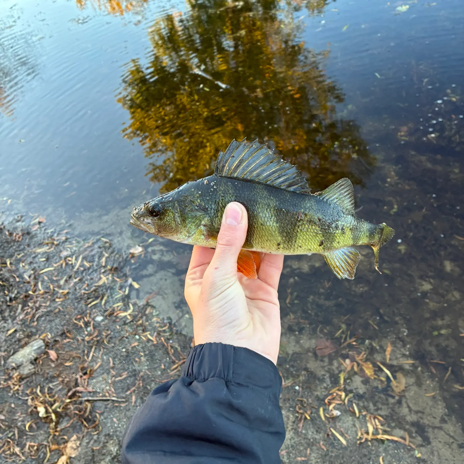Yellow perch caught on Fishbrain
