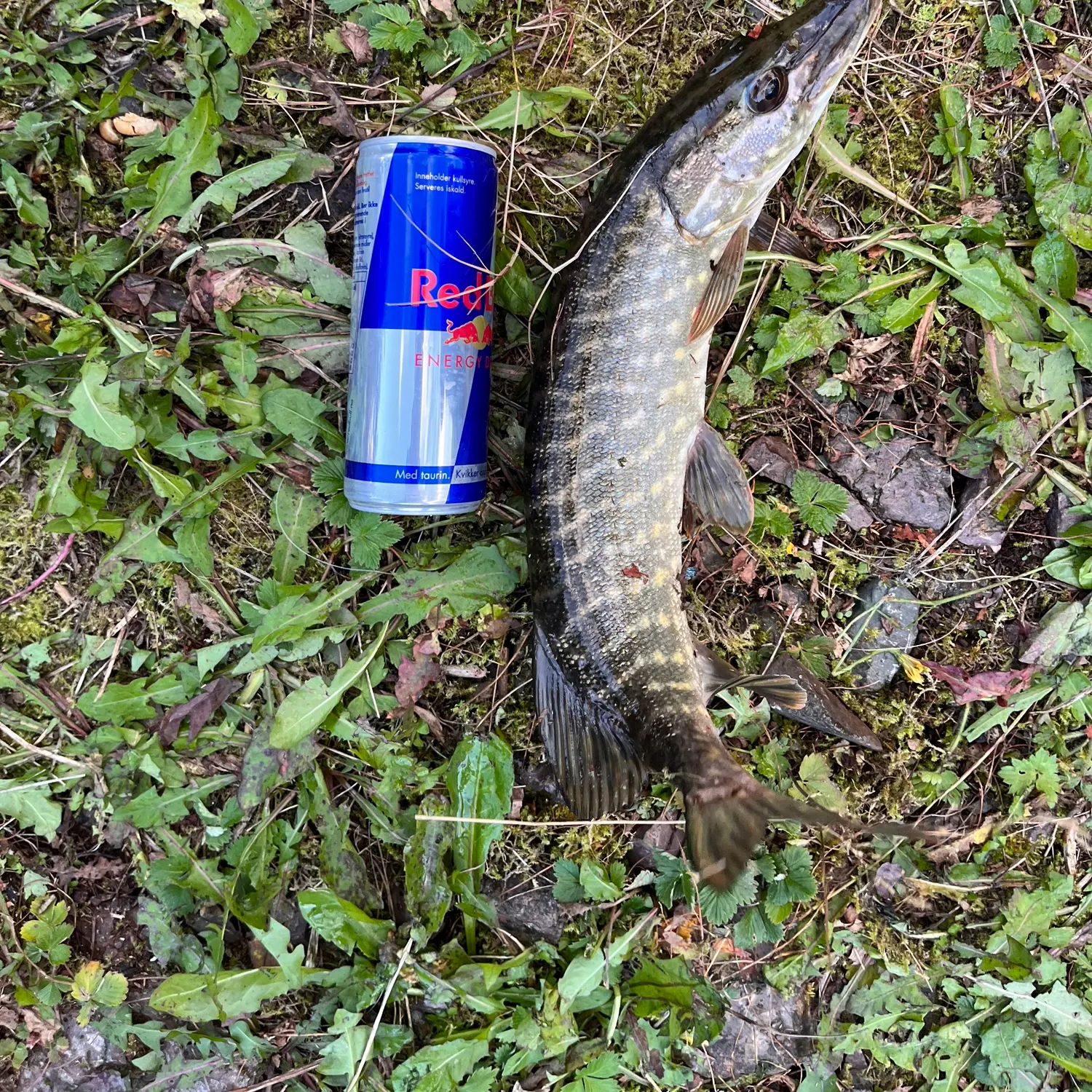 Northern pike caught on Fishbrain